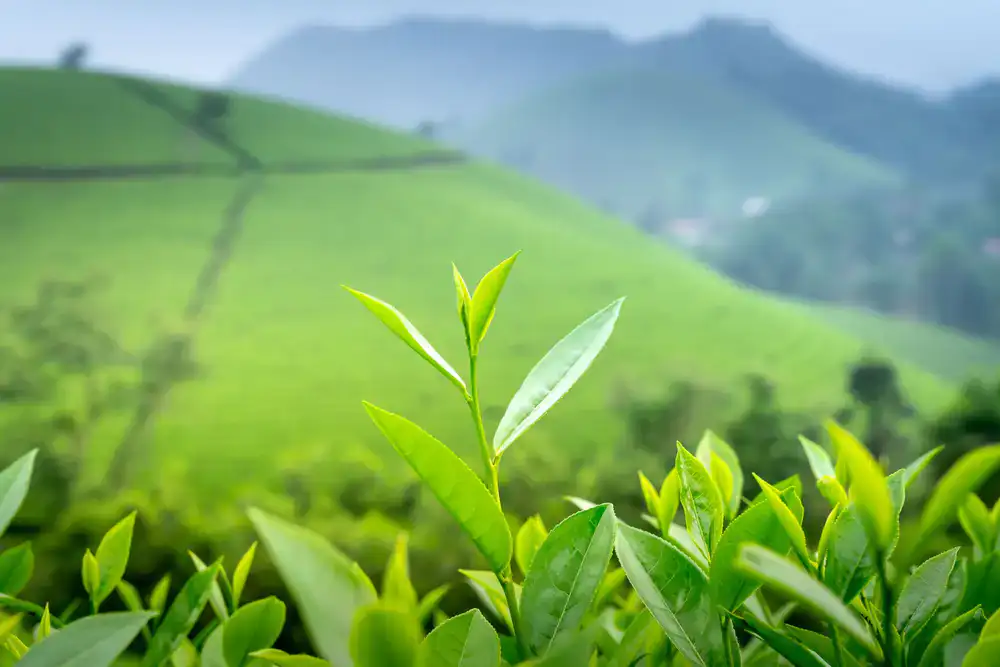 Annapurna Green Tea leaves