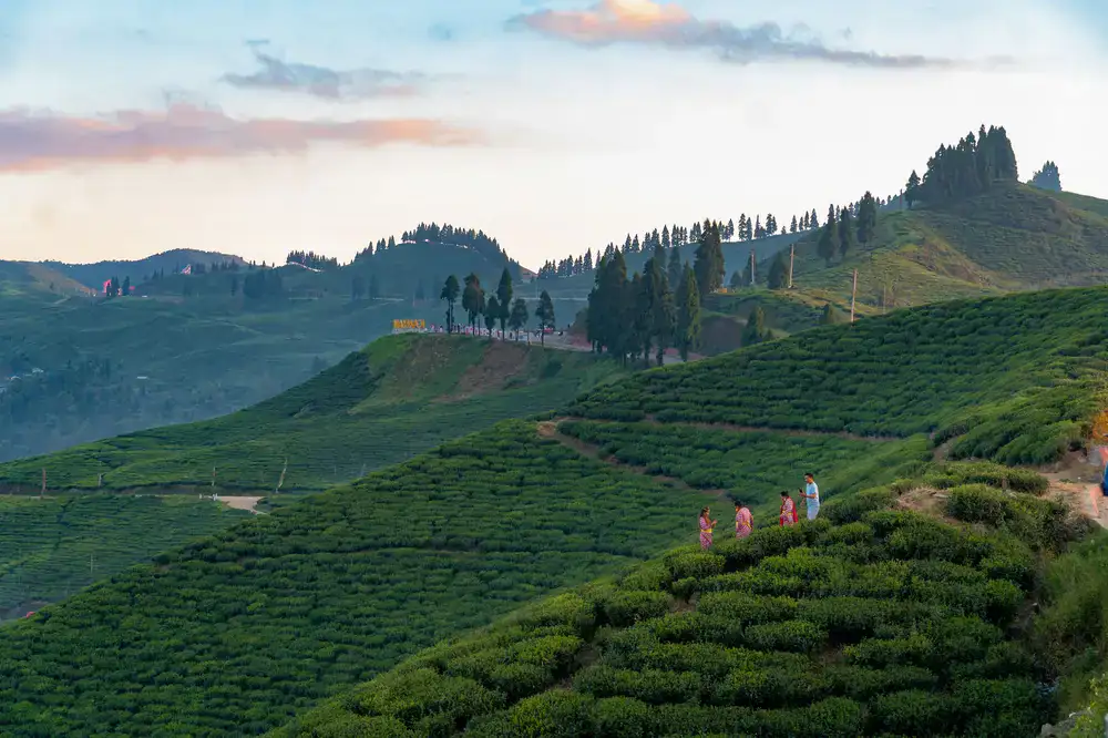 High altitude tea gardens in Nepal