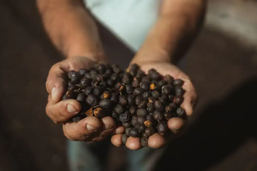 Local Nepalese farmers harvesting coffee cherries